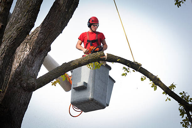 Best Root Management and Removal  in Fredonia, WI