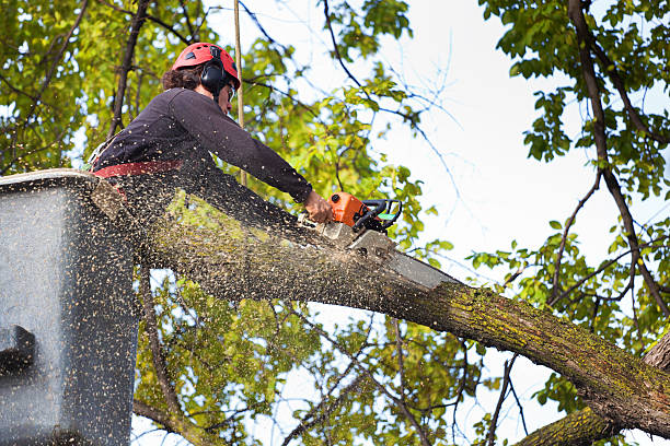 Reliable Fredonia, WI Tree Removal Solutions